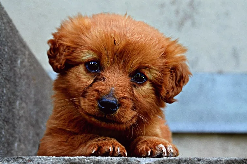 A cute brown puppy with shiny eyes lying down on a stone surface.