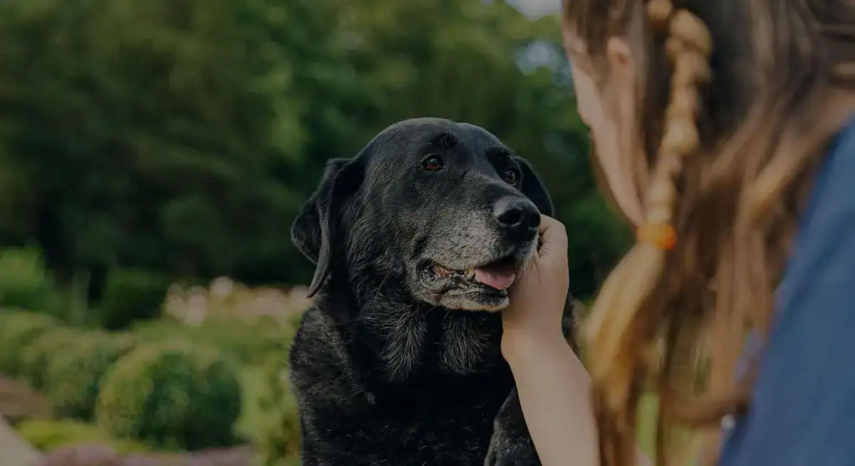 Beloved pet