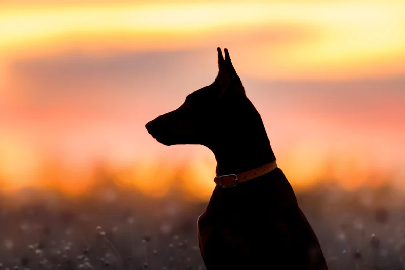 A silhouette of a dog standing or sitting against a vibrant sunset backdrop, creating a peaceful and serene scene with warm, fading sunlight.