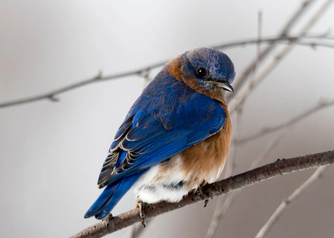 A close-up of a vibrant blue and orange bird, likely an Eastern Bluebird, perched on a bare tree branch against a soft, neutral background.
